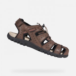 Brown Geox Strada | 1962-XDVMK