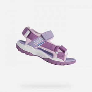 Purple / Pink Geox Borealis | 5497-ZLSRW